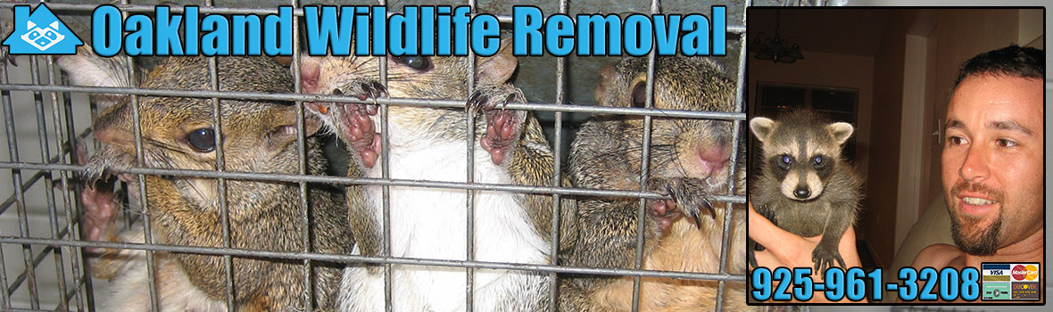 Oakland Wildlife and Animal Removal